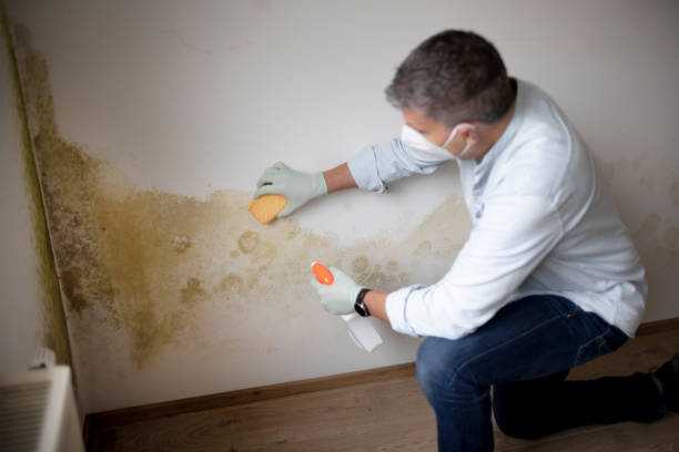 Best Mold-Related Health Consultation  in Alamo, GA