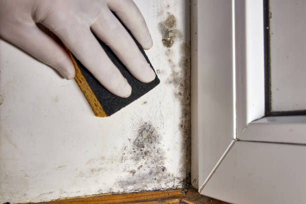 Best Mold Prevention Services  in Alamo, GA