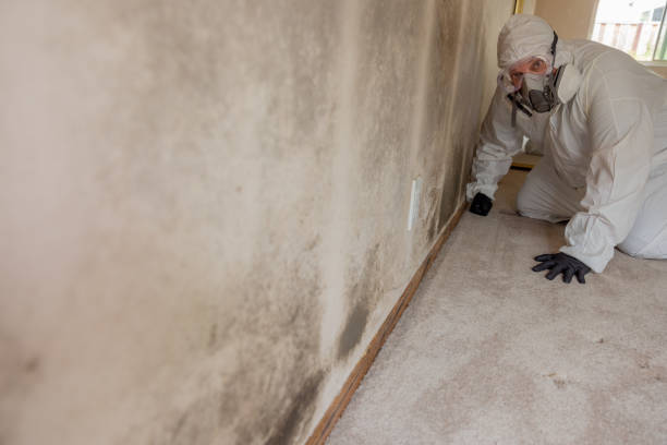 Best Environmental Consulting for Mold Prevention  in Alamo, GA